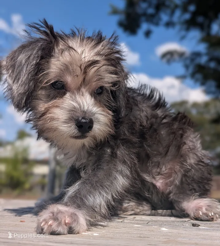 Nova – Miniature Schnauzer, Schnoodle puppy for sale in Austin, TX