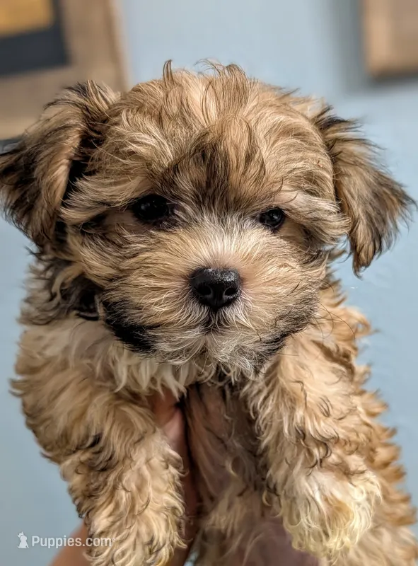 Princess – Yorkshire Terrier, Morkie puppy for sale in Austin, TX