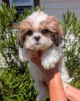 Misty, a female Shih Tzu for sale in Austin, TX – 2 of 3