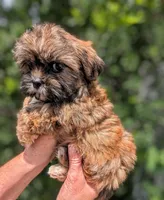 Cookie , a female Shih Tzu for sale in Austin, TX – 2 of 2