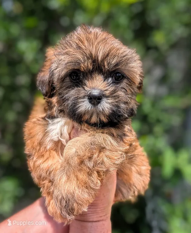 Cookie  – Shih Tzu puppy for sale in Austin, TX