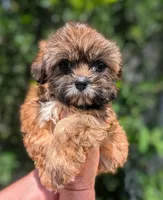 Cookie , a female Shih Tzu for sale in Austin, TX – 1 of 2