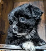 Dixie, a female Mal Shi for sale in Austin, TX – Photo 3 of 3