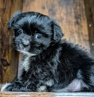 Dixie, a female Mal Shi for sale in Austin, TX – Photo 2 of 3