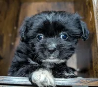 Dixie, a female Mal Shi for sale in Austin, TX – Photo 1 of 3