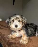 Pugsley (Snorkie) , a male Miniature Schnauzer and Yorkshire Terrier for sale in Austin, TX – 3 of 3