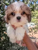 Misty, a female Shih Tzu for sale in Austin, TX – 3 of 3