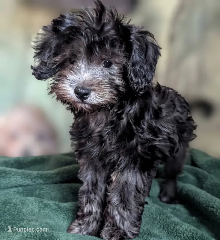 Cosmo – Miniature Schnauzer, Schnoodle puppy for sale in Austin, TX