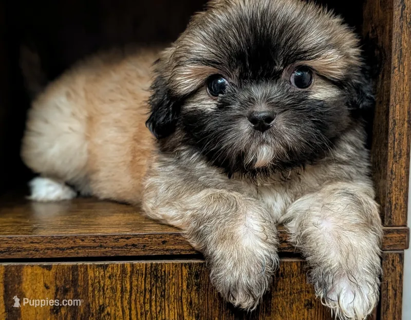 Vixey – Shih Tzu puppy for sale in Austin, TX