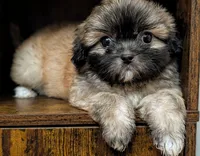 Vixey, a female Shih Tzu for sale in Austin, TX – 2 of 3