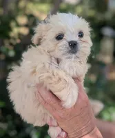 Waffle, a female Shih Tzu for sale in Austin, TX – 2 of 2