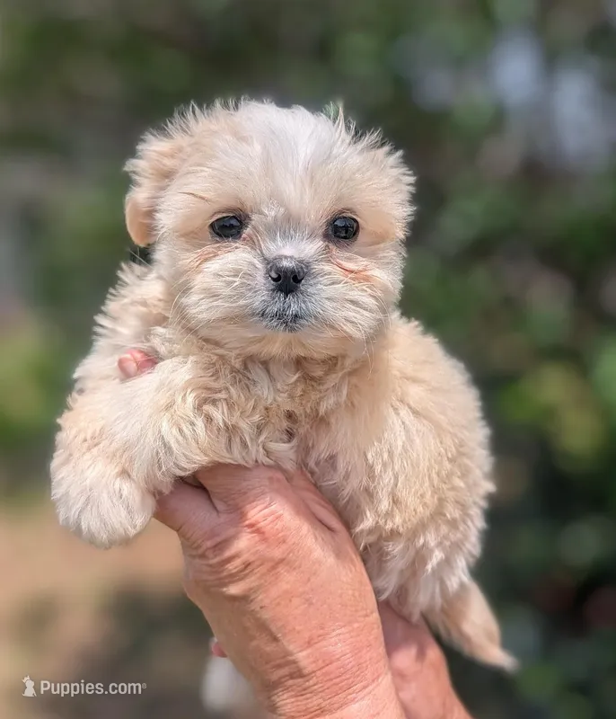 Waffle – Shih Tzu puppy for sale in Austin, TX