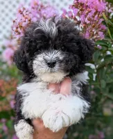 Alfie, a male Maltipoo for sale in Austin, TX – 1 of 2