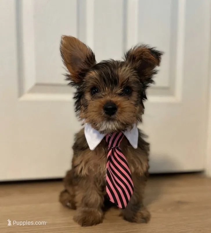 Twix – Yorkshire Terrier puppy for sale in Austin, TX