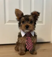 Twix, a male Yorkshire Terrier for sale in Austin, TX – 1 of 5
