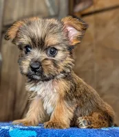 Gale, a female Yorkshire Terrier and Morkie for sale in Austin, TX – 2 of 3