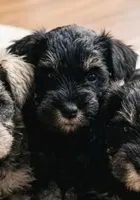 Jellybean , a male Miniature Schnauzer for sale in Austin, TX – Photo 1 of 2