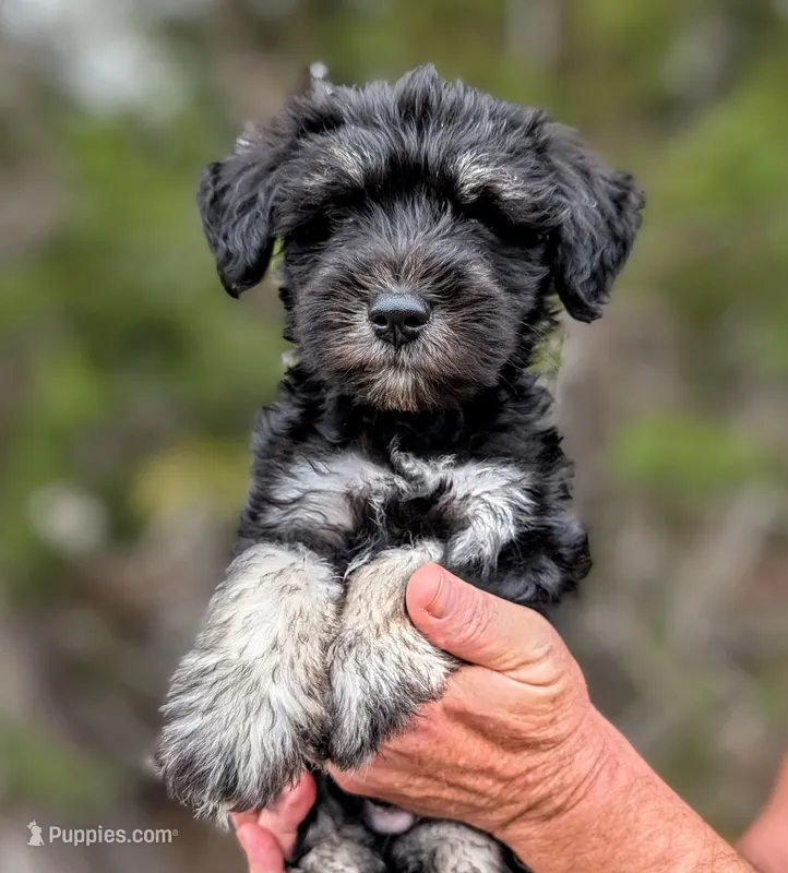Jellybean  – Miniature Schnauzer puppy for sale in Austin, TX