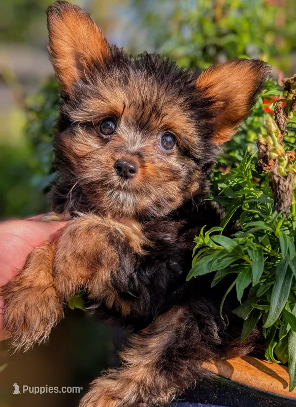 Woody – Yorkshire Terrier, Mini Yorkshire Aussie puppy for sale in Austin, TX