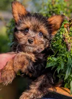 Woody, a male Yorkshire Terrier and Morkie for sale in Austin, TX – 2 of 3