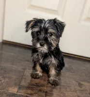 Delia, a female Yorkshire Terrier and Morkie for sale in Austin, TX – 2 of 3