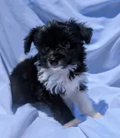 Oreo, a male Yorkshire Terrier and Morkie for sale in Austin, TX – 2 of 2