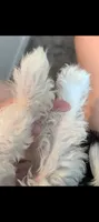 Link, a male Maltipoo for sale in Austin, TX – 4 of 6