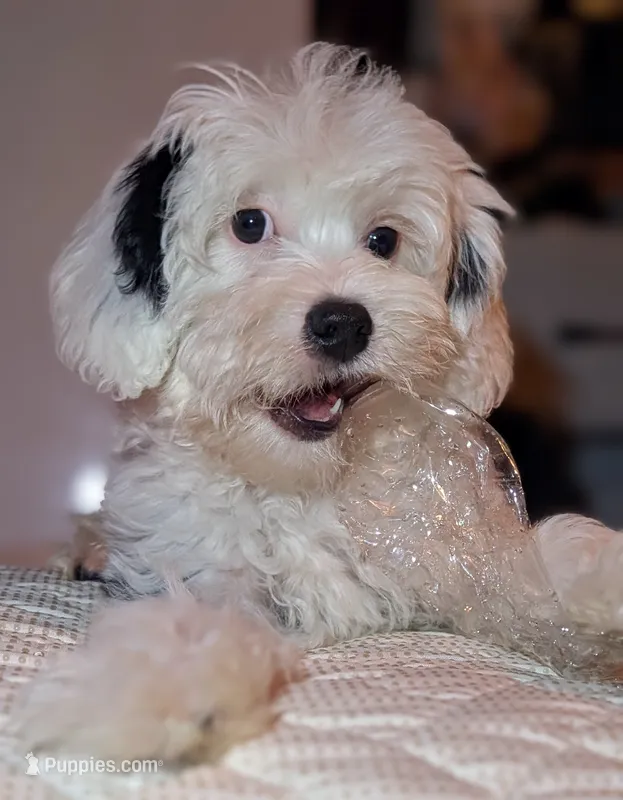 Link – Maltipoo puppy for sale in Austin, TX
