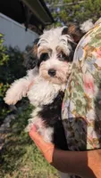 Orion (tri-color) , a male Yorkipoo for sale in Austin, TX – 3 of 4