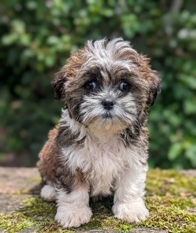 Tilly, a female Shih Tzu for sale in Austin, TX – 1 of 2