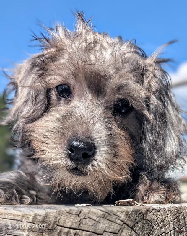 Luna – Miniature Schnauzer, Schnoodle puppy for sale in Austin, TX