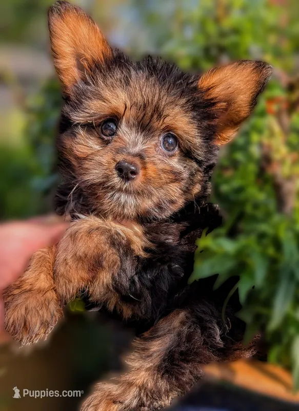Woody – Yorkshire Terrier, Morkie puppy for sale in Austin, TX