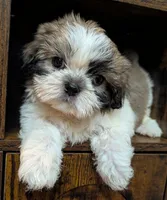 Boomer, a male Shih Tzu for sale in Austin, TX – 3 of 3