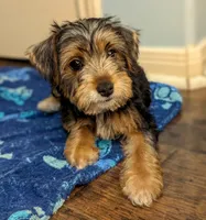 Lydia, a female Yorkshire Terrier and Morkie for sale in Austin, TX – 2 of 3