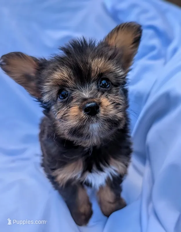 Chip – Yorkshire Terrier, Morkie puppy for sale in Austin, TX