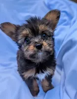Chip, a male Yorkshire Terrier and Morkie for sale in Austin, TX – 1 of 2