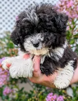 Alfie, a male Maltipoo for sale in Austin, TX – 2 of 2