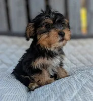 Churro, a male Yorkshire Terrier and Morkie for sale in Austin, TX – 1 of 2