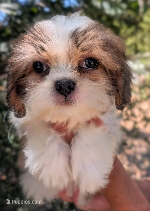 Misty – Shih Tzu puppy for sale in Austin, TX