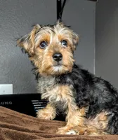 Wednesday (Snorkie), a female Miniature Schnauzer and Yorkshire Terrier for sale in Austin, TX – 3 of 3