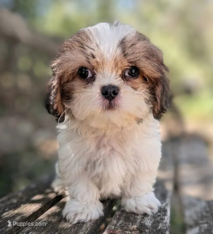 Misty – Shih Tzu puppy for sale in Austin, TX