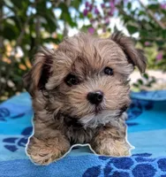 Princess, a female Yorkshire Terrier and Morkie for sale in Austin, TX – 2 of 4