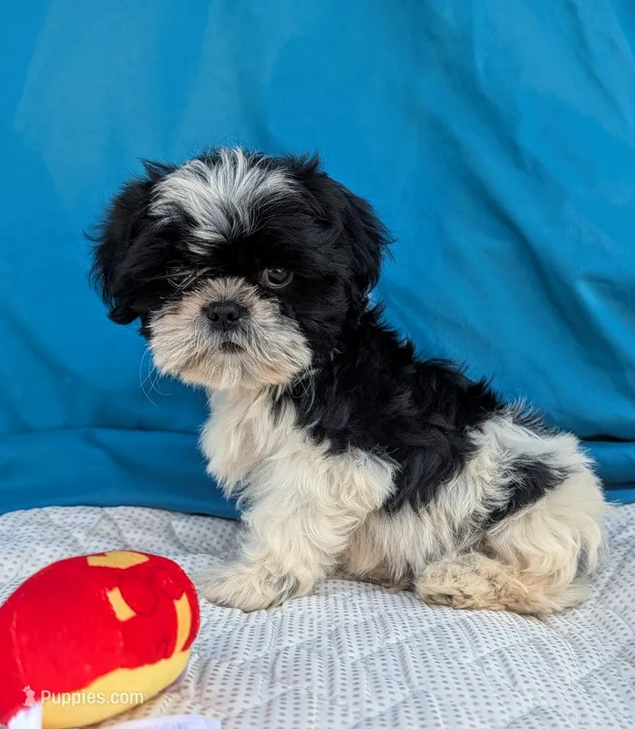 Noah – Shih Tzu puppy for sale in Austin, TX