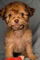 Honey, a male Yorkipoo and Yorkshire Terrier for sale in Austin, TX – 2 of 2