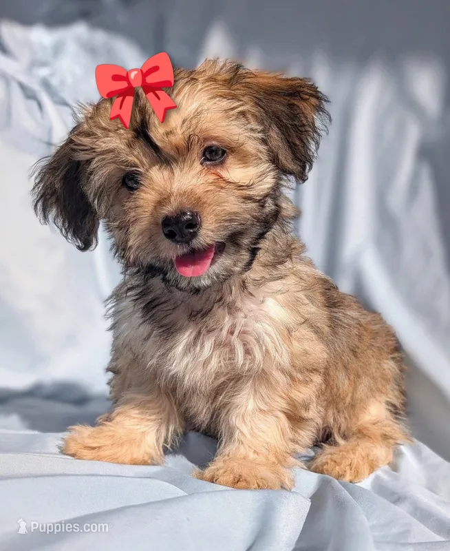 Perla – Yorkshire Terrier, Morkie puppy for sale in Austin, TX