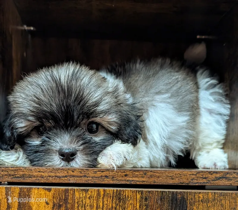 Tod – Shih Tzu puppy for sale in Austin, TX