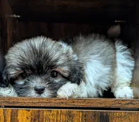 Tod, a male Shih Tzu for sale in Austin, TX – 1 of 3
