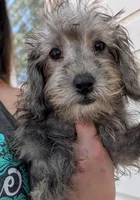 Luna, a female Miniature Schnauzer and Schnoodle for sale in Austin, TX – 2 of 3