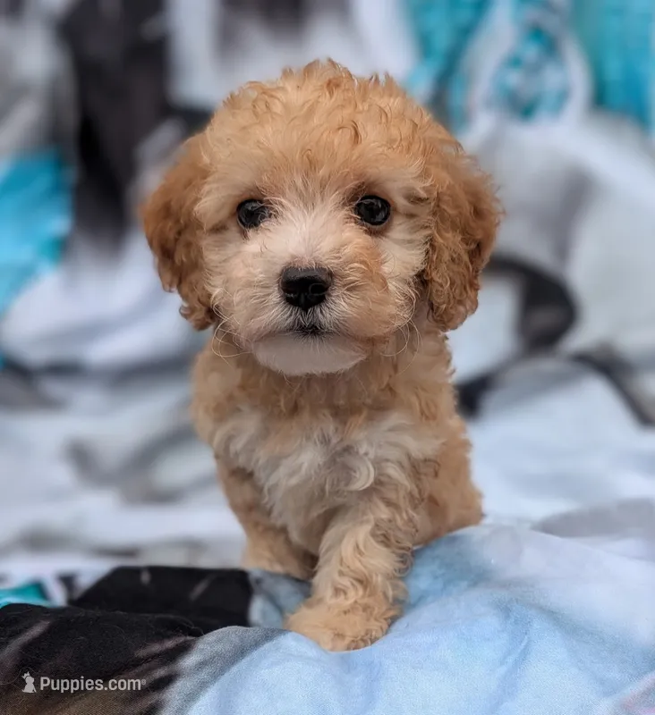 Pumpkin – Maltipoo puppy for sale in Austin, TX