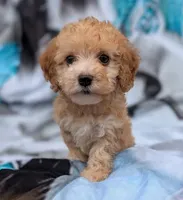 Pumpkin, a female Maltipoo for sale in Austin, TX – 1 of 1